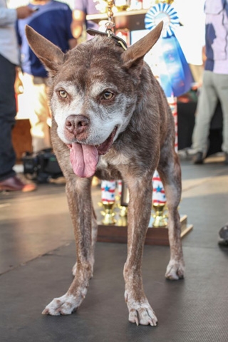 15-06/28/worlds-ugliest-dog.jpg